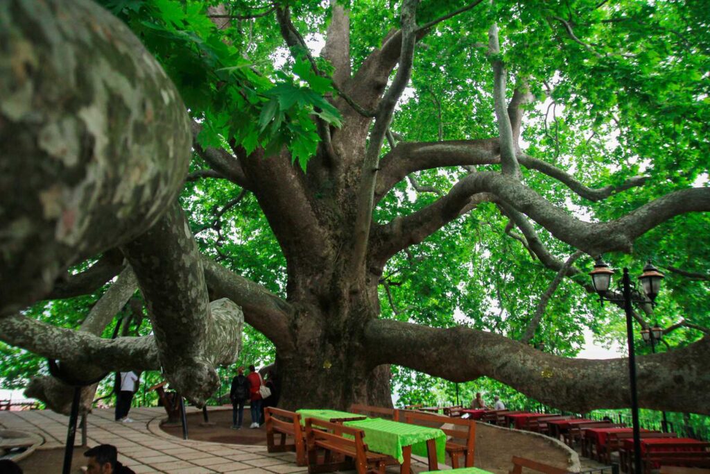 الشجرة التاريخية